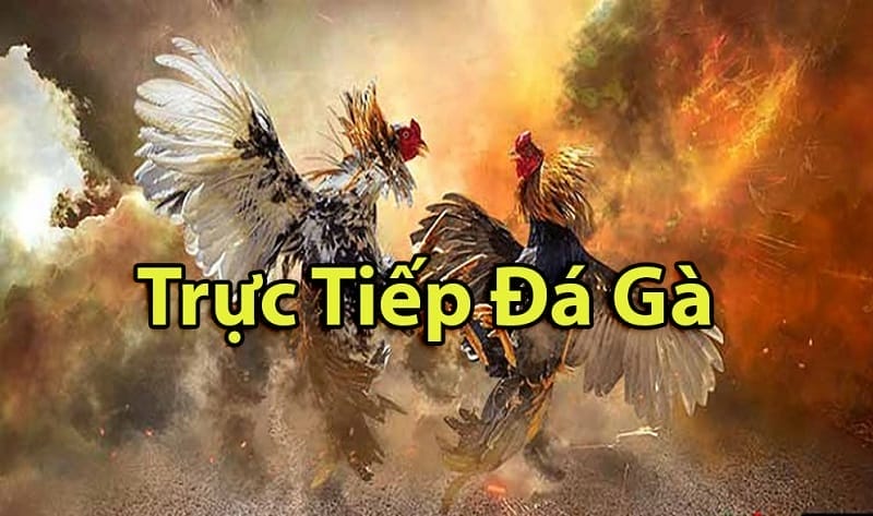 https://sosut.online/tim-hieu-ve-da-ga-thomo-campuchia/
